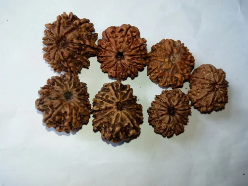 Nepali Rudraksha vs Indonesian: Which is Right for You?