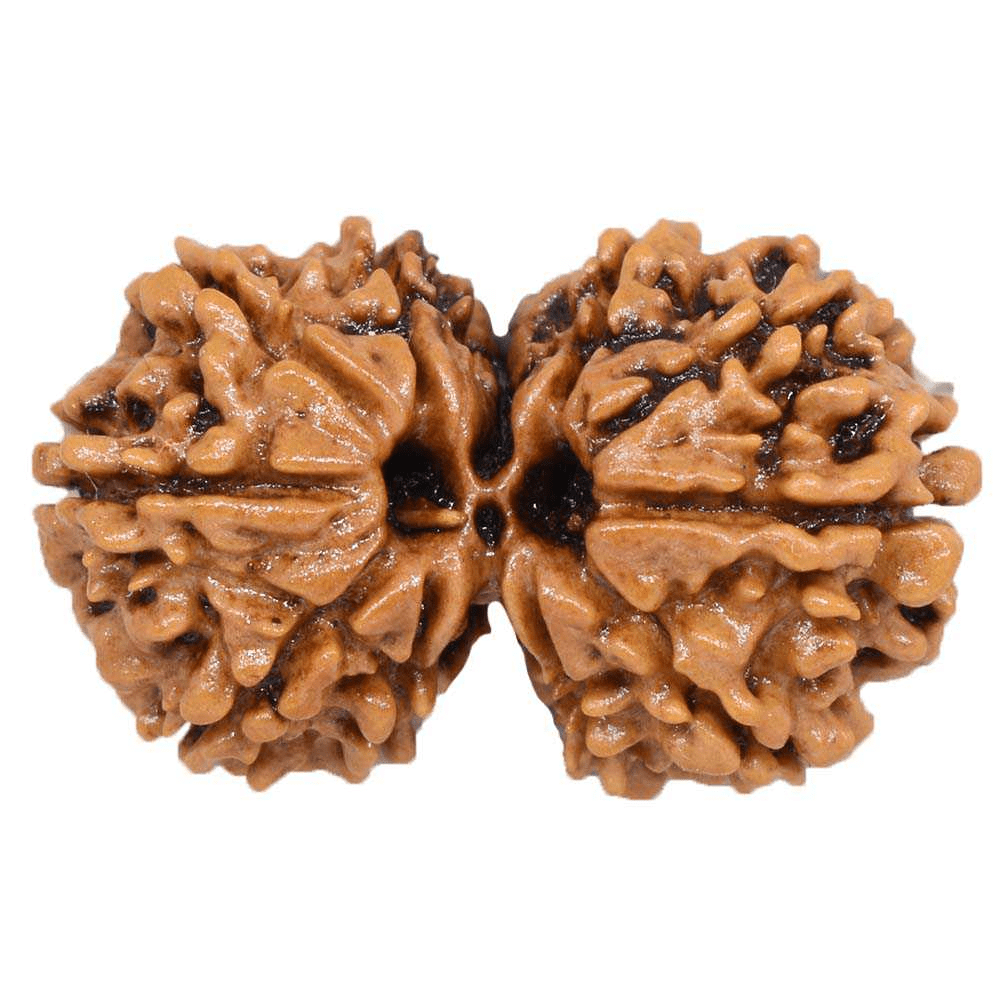 Gauri Shankar Rudraksha A Divine Union of Shiva and Shakti