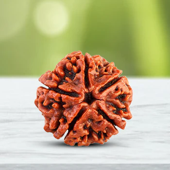 5 Mukhi Rudraksha Nepal Main Photo Thumbnail