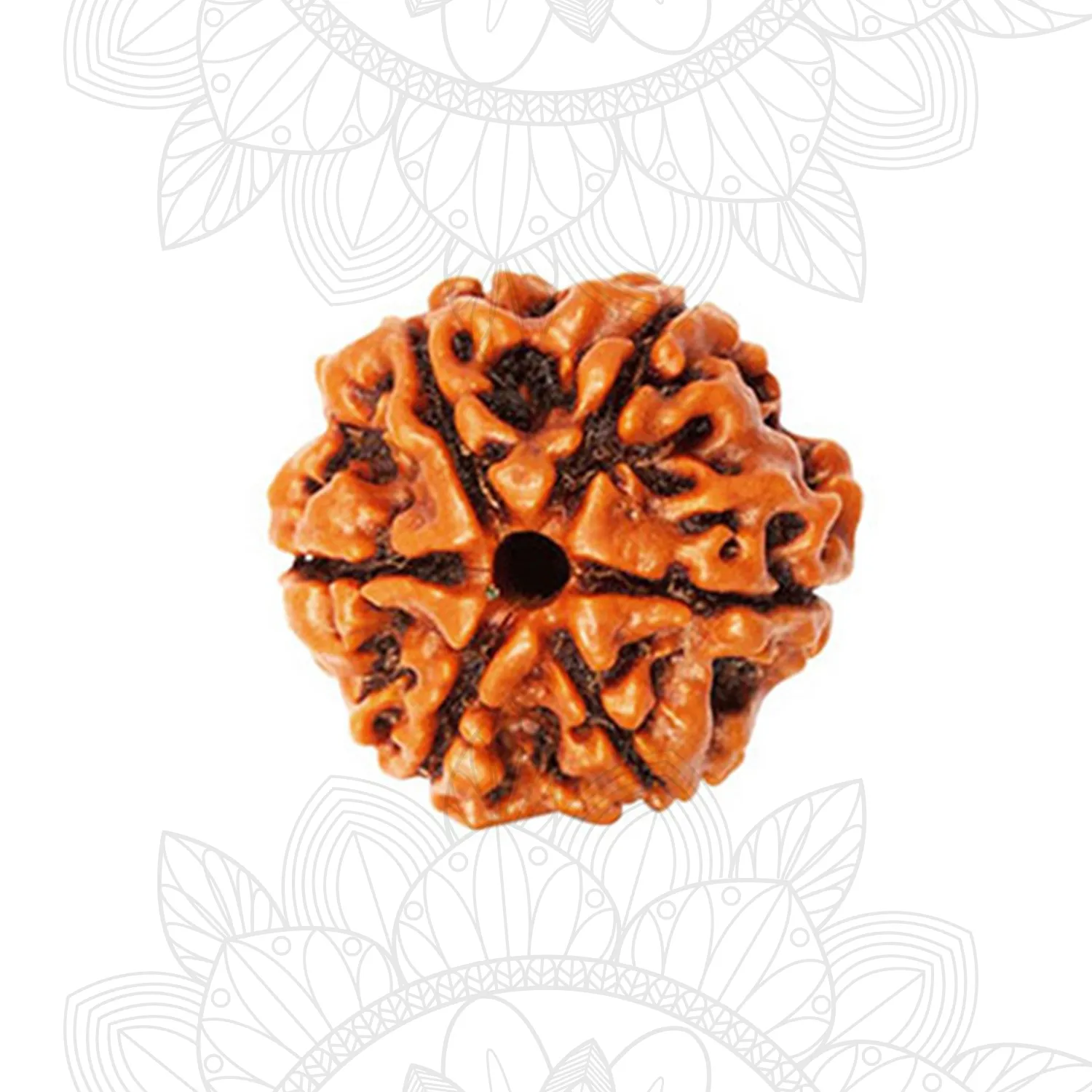 6 Mukhi Rudraksha Main Photo Thumbnail