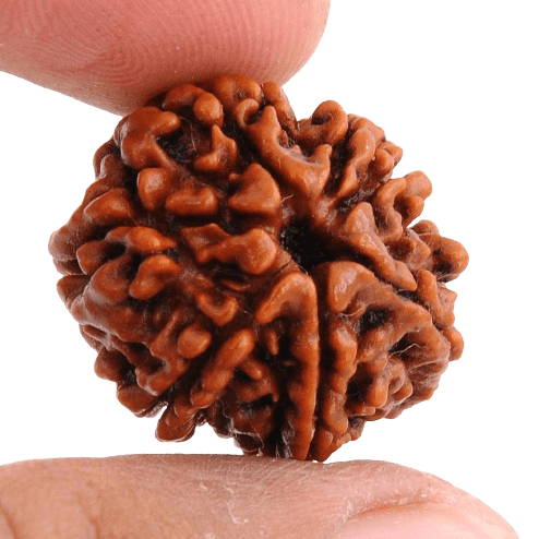 7 Mukhi Rudraksha Main Photo Thumbnail