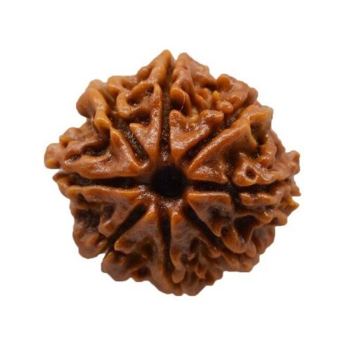 8 Mukhi Rudraksha Main Photo Thumbnail