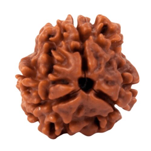 3 Mukhi Rudraksha Nepal Main Photo Thumbnail