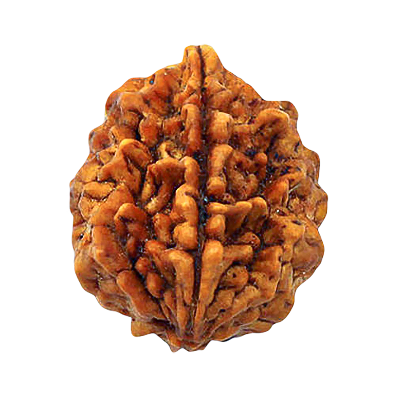 2 Mukhi Rudraksha (Nepal) Main Photo Thumbnail