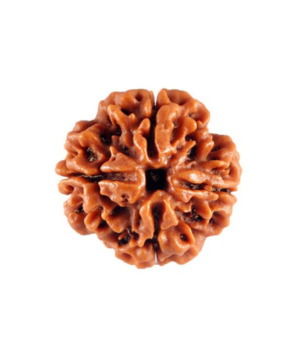4 Mukhi Rudraksha Nepal Main Photo Thumbnail