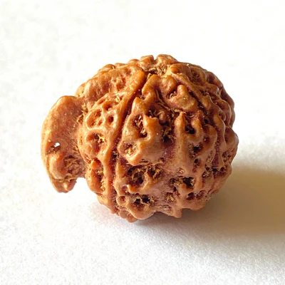 Ganesh Rudraksha Main Photo Thumbnail