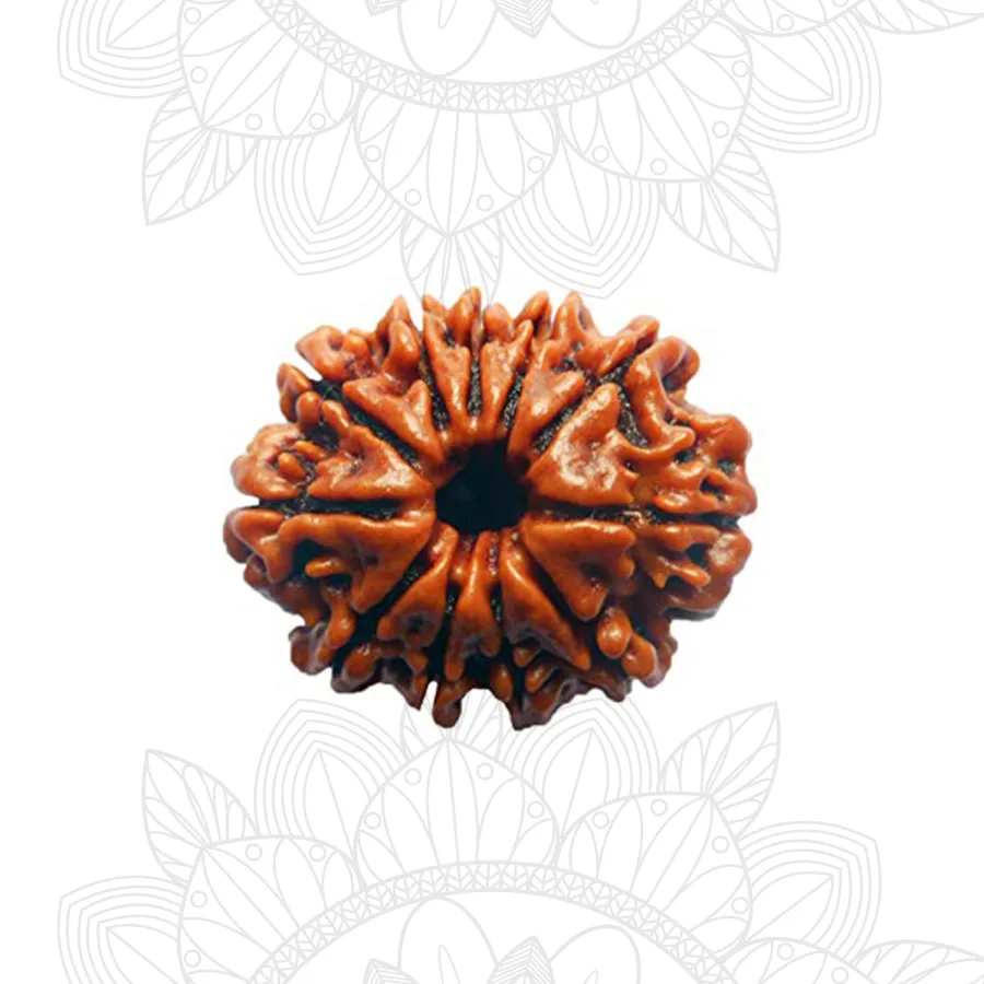11 Mukhi Rudraksha Main Photo Thumbnail