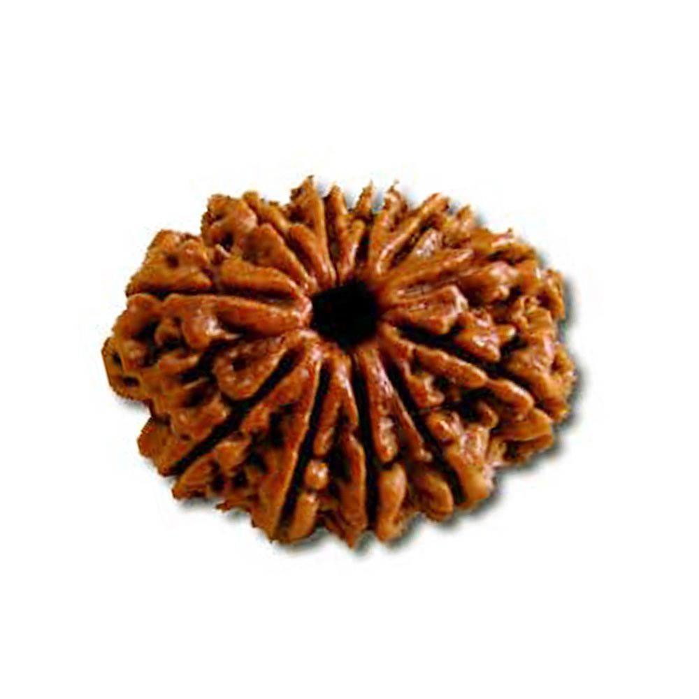 13 Mukhi Rudraksha Main Photo Thumbnail