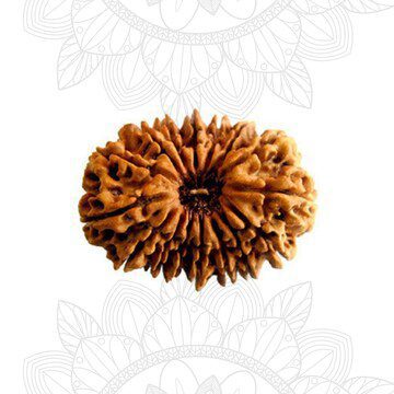 16 Mukhi Rudraksha