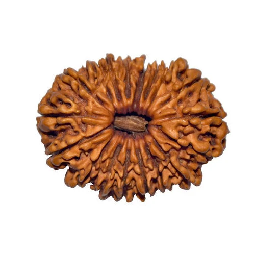 18 Mukhi Rudraksha