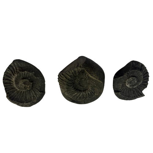 Dwimukhi Sudarshan Chakra Shaligram Rare Double Sided