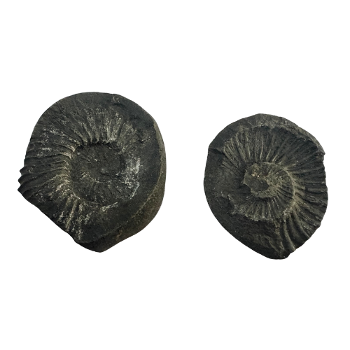 Sudarshana Chakra Shaligram with Subtle Chakra Ridges