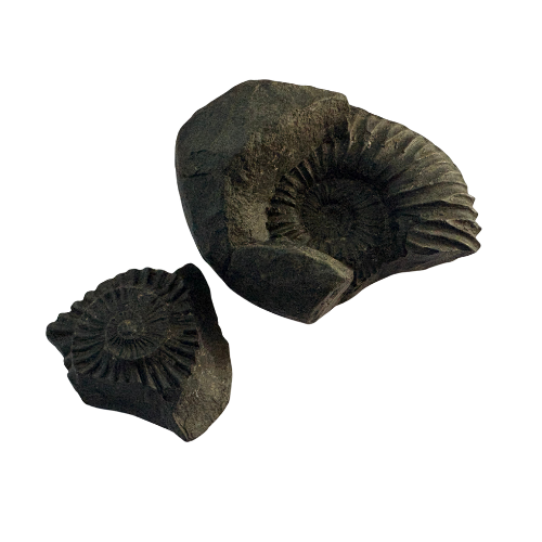 Vishnu Chakra Shaligram