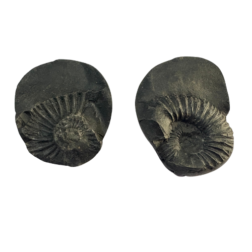 Chakra Narayan Shaligram
