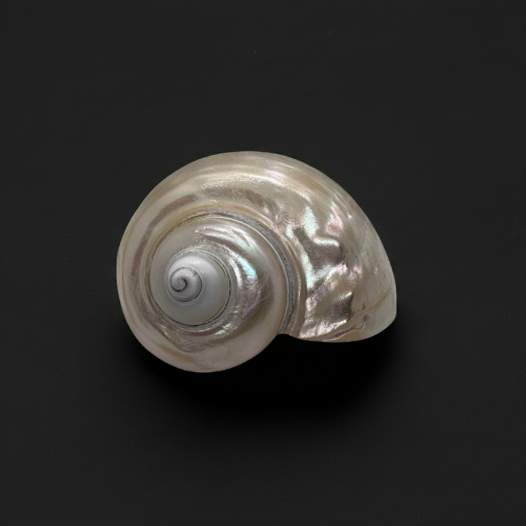 Kubera Sangu Conch Shell for Wealth, Prosperity
