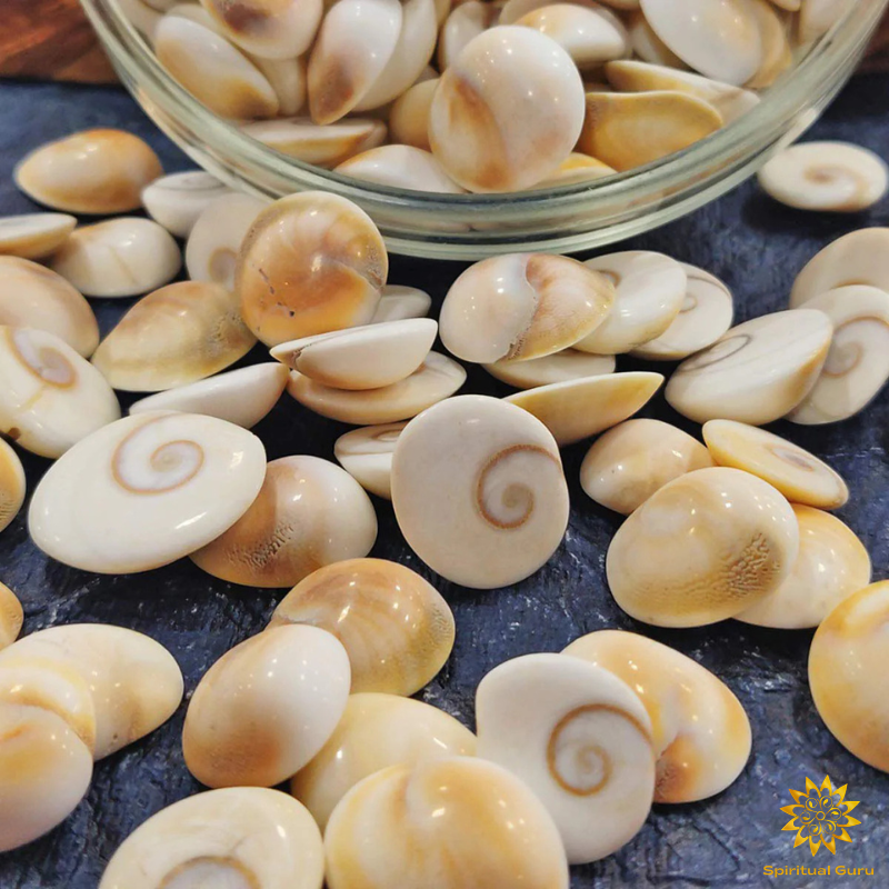 Original Gomati Chakra Shell
