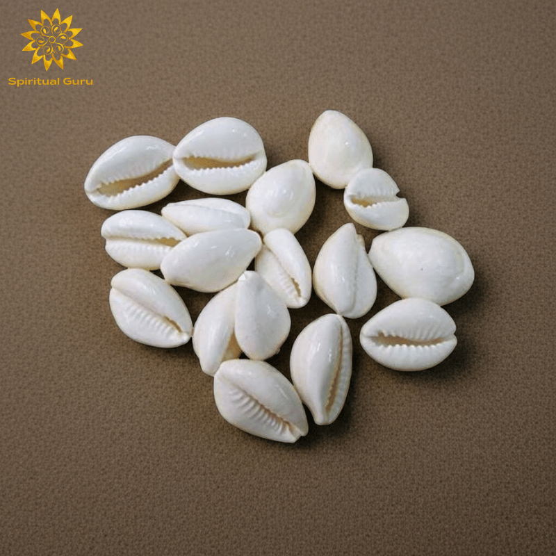 SOZHI | SOLI (Cowrie Shells)